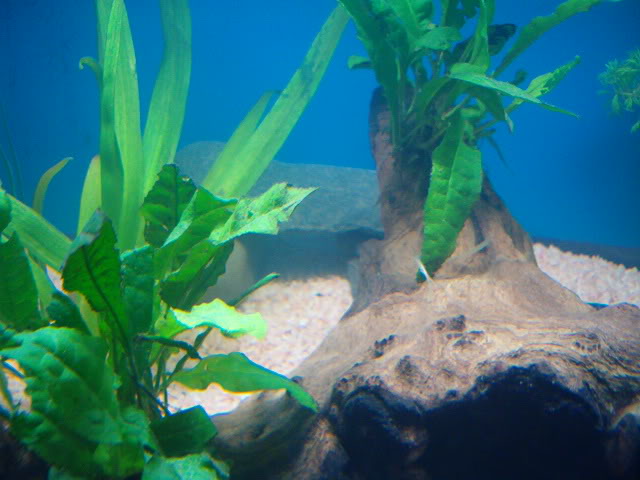 Microsorum Pteropus